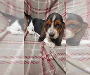 Basset Hound Puppy for Sale in SALEM, West Virginia USA