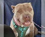 Small American Pit Bull Terrier