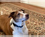 Small #1 Ibizan Hound Mix