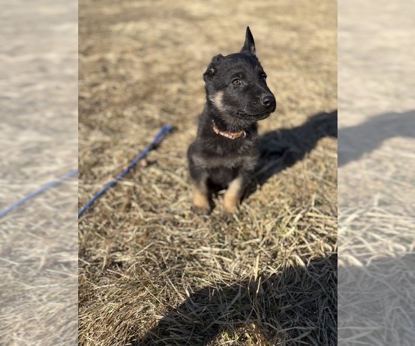 Medium Photo #4 German Shepherd Dog Puppy For Sale in SUMPTER TWP, MI, USA