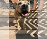 Small #4 American Pit Bull Terrier Mix