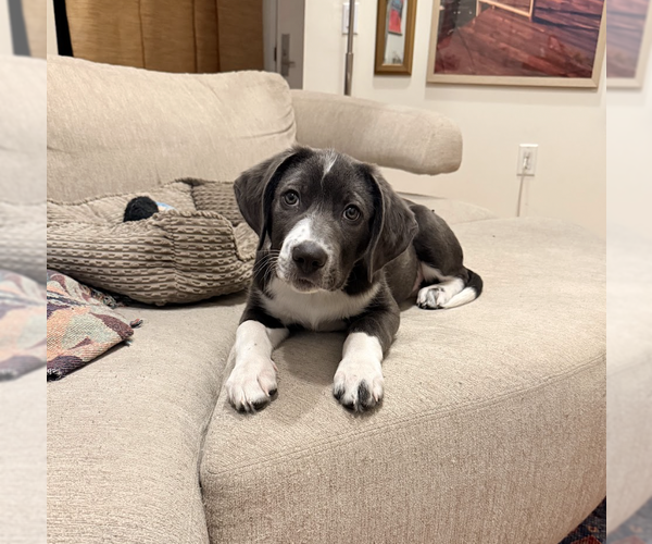 Medium Photo #9 Mutt Puppy For Sale in Brooklyn, NY, USA