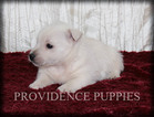 Small #19 West Highland White Terrier
