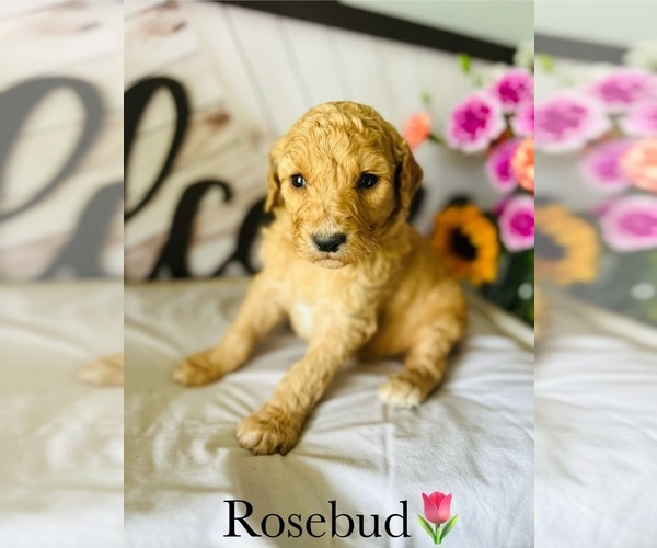 Medium Photo #3 Poodle (Standard) Puppy For Sale in MURFREESBORO, TN, USA