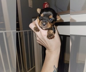 Yorkshire Terrier Puppy for sale in ROGERSVILLE, TN, USA