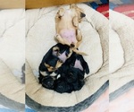 Small Photo #6 Chiweenie Puppy For Sale in OMAHA, NE, USA