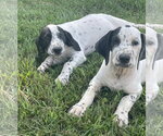 Small #1 Dalmatian-Treeing Walker Coonhound Mix