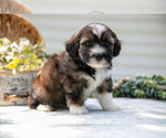 Small #2 Aussiedoodle Miniature 