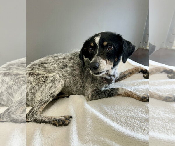 Medium Photo #2 Mutt Puppy For Sale in Corning, AR, USA