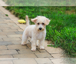 Small #8 Poodle (Toy)-West Highland White Terrier Mix