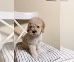 Small #6 Cockapoo (Miniature)