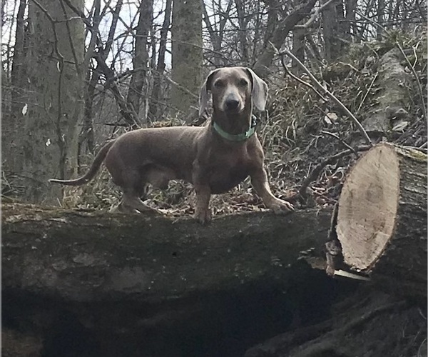 Medium Photo #1 Dachshund Puppy For Sale in ROGERS, OH, USA