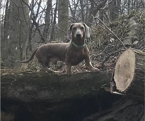 Father of the Dachshund puppies born on 04/23/2025