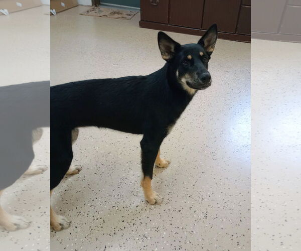 Medium Photo #5 German Shepherd Dog-Unknown Mix Puppy For Sale in York, SC, USA