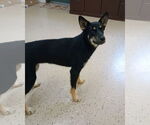 Small #4 German Shepherd Dog Mix