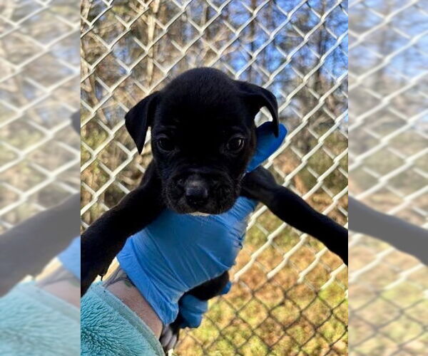 Medium Photo #6 Mutt Puppy For Sale in Mooresville, NC, USA