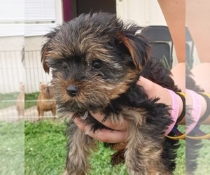 Yorkshire Terrier Puppy for sale in FISHERSVILLE, VA, USA