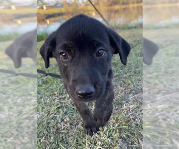 Medium Photo #3 Mutt Puppy For Sale in Tarrytown, GA, USA