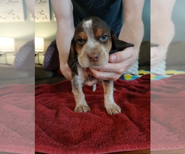 Medium Photo #2 Beagle Puppy For Sale in BOWLING GREEN, MO, USA