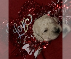 Goldendoodle-Poodle (Standard) Mix Puppy for sale in VACAVILLE, CA, USA