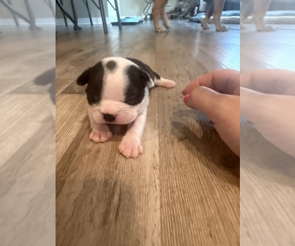 Medium Photo #3 Boston Terrier Puppy For Sale in FREDONIA, KS, USA