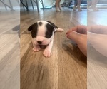 Small #2 Boston Terrier