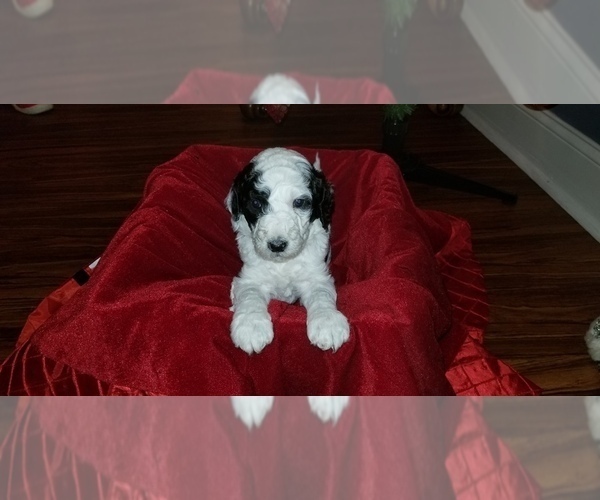 Medium Photo #1 F2 Aussiedoodle Puppy For Sale in UNION GROVE, AL, USA