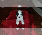 Small Photo #1 F2 Aussiedoodle Puppy For Sale in UNION GROVE, AL, USA