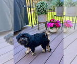 Small #2 Shih Tzu