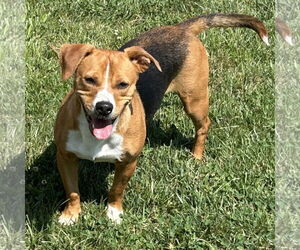 Beagle-Unknown Mix Dogs for adoption in Batavia, OH, USA