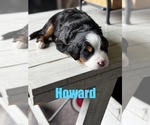 Small #4 Bernese Mountain Dog