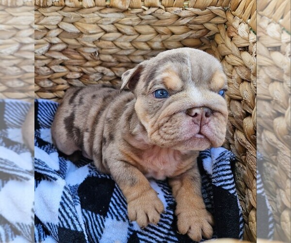 Medium Photo #1 Bulldog Puppy For Sale in RIVERSIDE, CA, USA