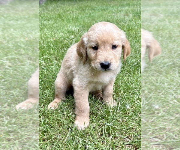 Medium Photo #5 Golden Retriever Puppy For Sale in FAIR HAVEN, MI, USA