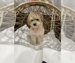 Small Photo #15 Maltipoo Puppy For Sale in VALLEY CENTER, CA, USA