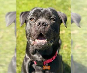 Mutt Dogs for adoption in Woodland, CA, USA