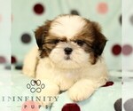 Small Shih Tzu