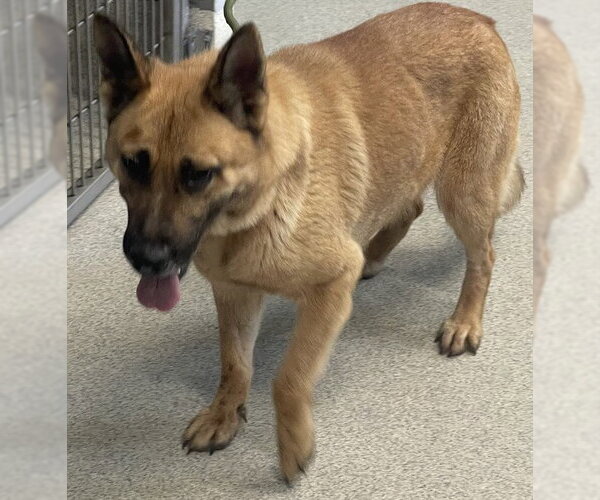 Medium Photo #1 German Shepherd Dog Puppy For Sale in Tallahassee, FL, USA
