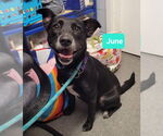 Small #1 American Pit Bull Terrier-Labrador Retriever Mix