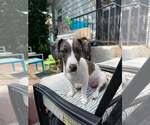 Small Australian Shepherd Mix