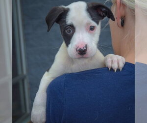 Emery - Female American Staffordshire Terrier-Border Collie Mix Dog for Adoption - Photo #5