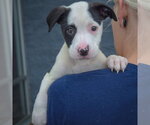 Small Photo #5 American Staffordshire Terrier-Border Collie Mix Puppy For Sale in Huntley, IL, USA