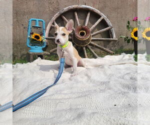 Chihuahua-Unknown Mix Dogs for adoption in New London, WI, USA