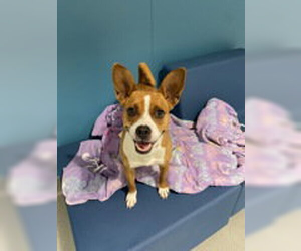 Medium Photo #1 Basenji Puppy For Sale in Salinas, CA, USA