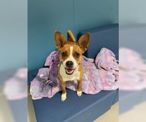 Basenji Dogs for adoption in Salinas, CA, USA