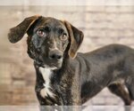 Small Photo #4 Mountain Cur-Unknown Mix Puppy For Sale in Canton, CT, USA