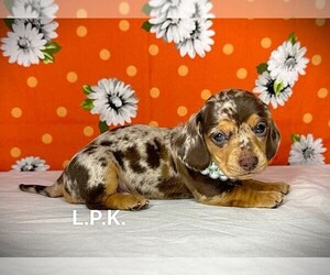 Dachshund Puppy for sale in WINNSBORO, LA, USA