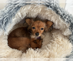 Princess - Female Chihuahua Dog for Adoption - Photo #2