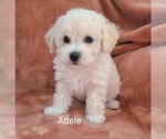 Puppy Adele Bichpoo