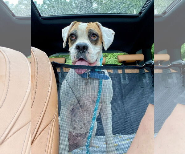 Medium Photo #1 Mutt Puppy For Sale in Dumont, NJ, USA