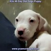 Small Photo #246 Dogo Argentino Puppy For Sale in JANE, MO, USA